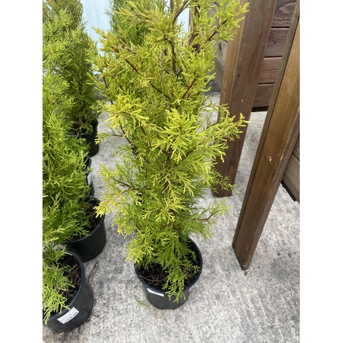 131 - FIVE POTTED WILMA CONIFERS + VAT