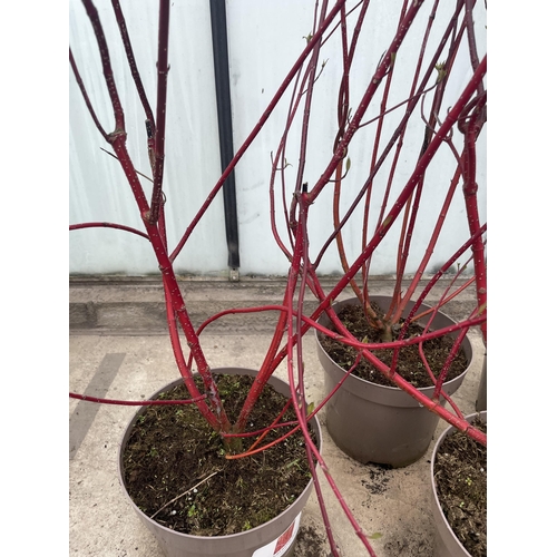 148 - FIVE RED CORNUS + VAT