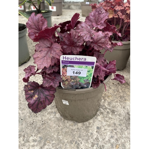 149 - TEN MIXED HEUCHERA + VAT