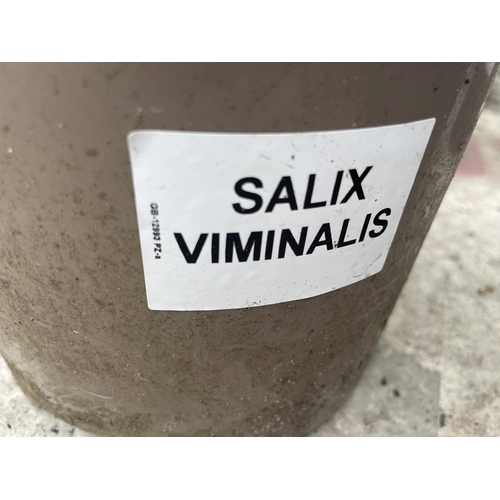 150 - FOUR WILLOW SALIX VIMINAUS + VAT