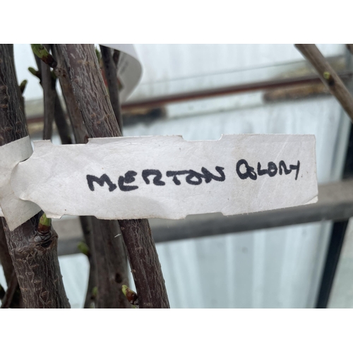 154 - SIX BAREROOT CHERRY TREES - MERTON GLORY NO VAT