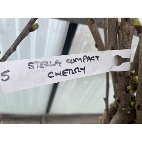 155 - FIVE BAREROOT CHERRY TREES - STELLA COMPACT NO VAT