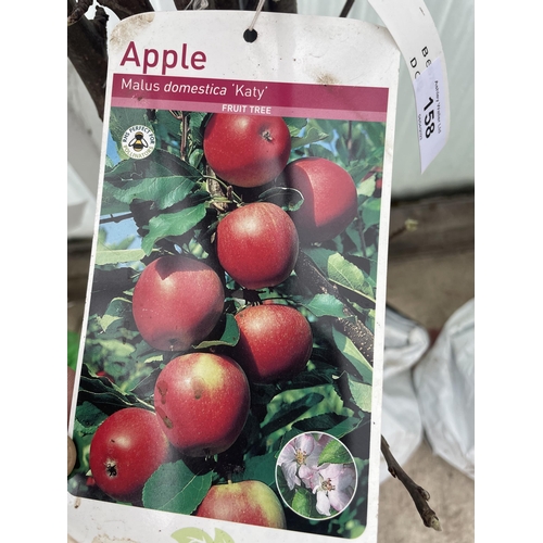 158 - FIVE BAREROOT APPLE TREES - KATY NO VAT