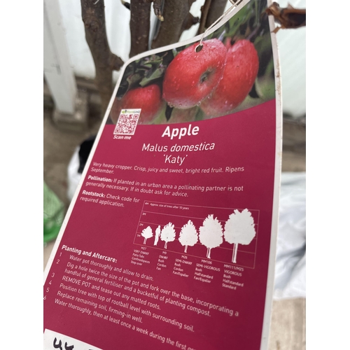 158 - FIVE BAREROOT APPLE TREES - KATY NO VAT