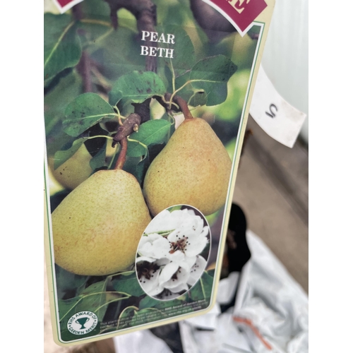 159 - FIVE BAREROOT PEAR TREES - BETH NO VAT