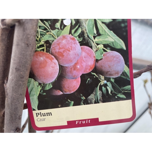 160 - FIVE BAREROOT PLUM TREES -  CZAR NO VAT