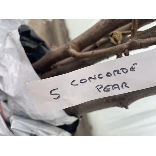 161 - FIVE BAREROOT PEAR TREES - CONCORDE NO VAT