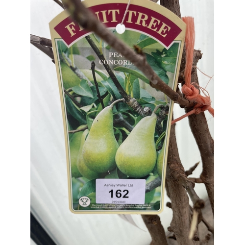 162 - FIVE BAREROOT PEAR TREES - CONCORDE NO VAT