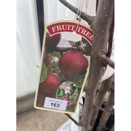 163 - FIVE BAREROOT APPLE TREES - SPARTAN NO VAT