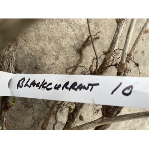 171 - TEN BAREROOT BLACKCURRANT BUSHES - NO VAT