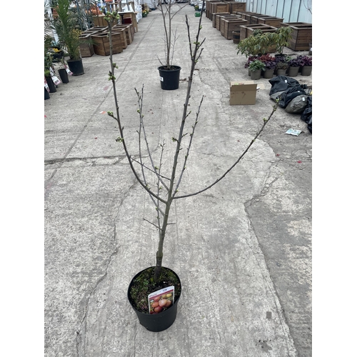 176 - THREE POTTED PLUM TREES - VICTORIA NO VAT