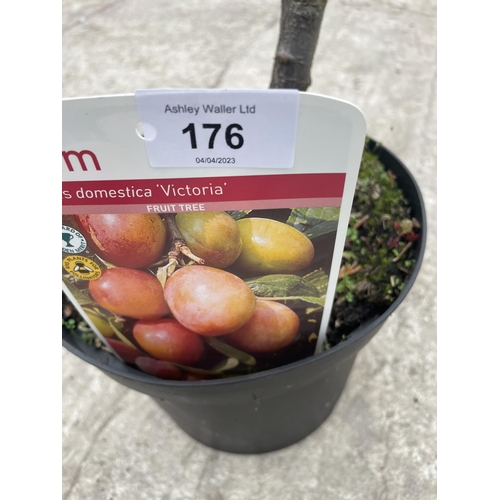 176 - THREE POTTED PLUM TREES - VICTORIA NO VAT