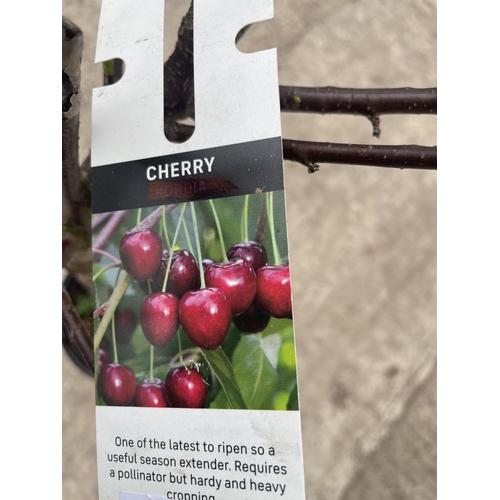 177 - TWO POTTED CHERRY TREES NO VAT