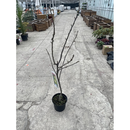 178 - THREE POTTED APPLE TREES - BRAMLEY'S SEEDLING NO VAT