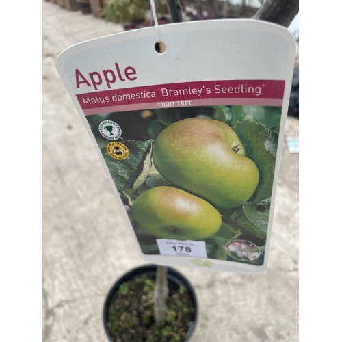 178 - THREE POTTED APPLE TREES - BRAMLEY'S SEEDLING NO VAT