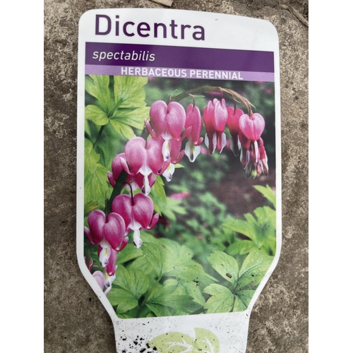 179 - TEN DICENTRA SPECTABILIS BLEEDING HEART + VAT