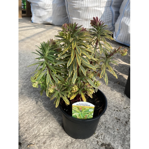 240 - SIX EUPHORBIA ASCOT RAINBOW + VAT