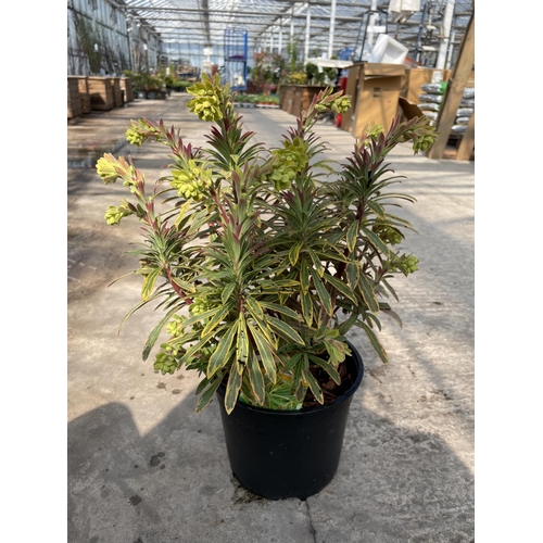 241 - SIX EUPHORBIA ASCOT RAINBOW + VAT