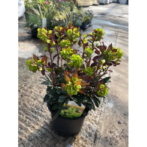 242 - SIX EUPHORBIA PURPUREA + VAT