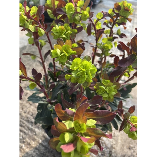 242 - SIX EUPHORBIA PURPUREA + VAT