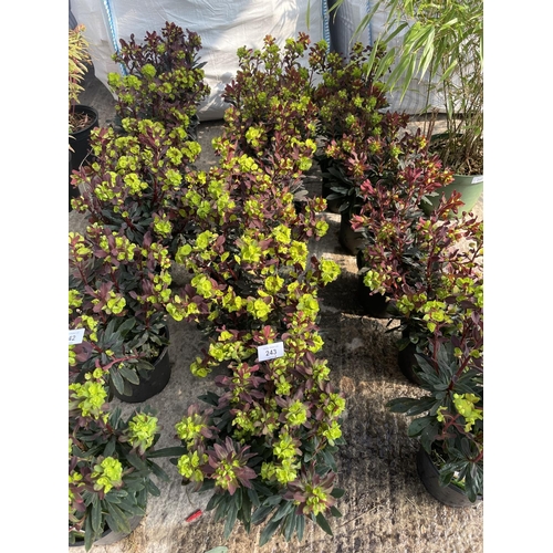 243 - SIX EUPHORBIA PURPUREA + VAT