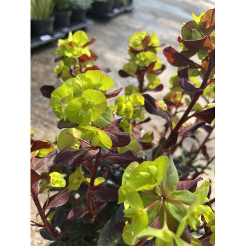 243 - SIX EUPHORBIA PURPUREA + VAT