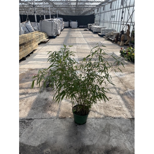 245 - THREE LARGE BAMBOO PLANTS + VAT