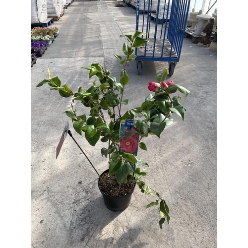 248 - TWO LARGE CAMELLIA JAPONICA - DR KING + VAT