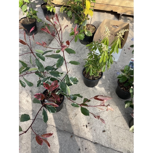 250 - SIX VARIOUS SHRUBS TO INCLUDE PHOTINIA, VIBERNUM, ESCALLONIA, PIERIS ETC + VAT