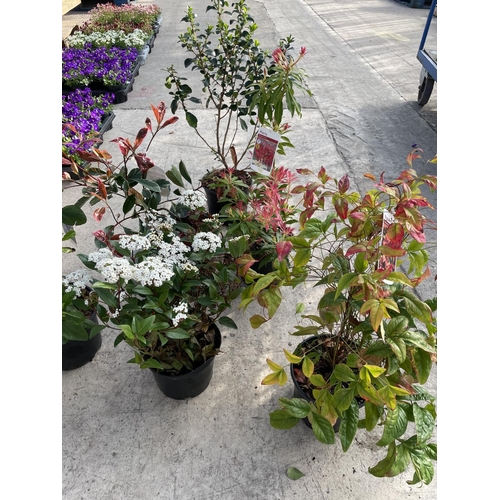 251 - SIX VARIOUS SHRUBS TO INCLUDE PIERIS, PHOTINIA, VIBERNUM ETC + VAT