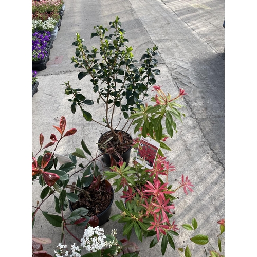 251 - SIX VARIOUS SHRUBS TO INCLUDE PIERIS, PHOTINIA, VIBERNUM ETC + VAT