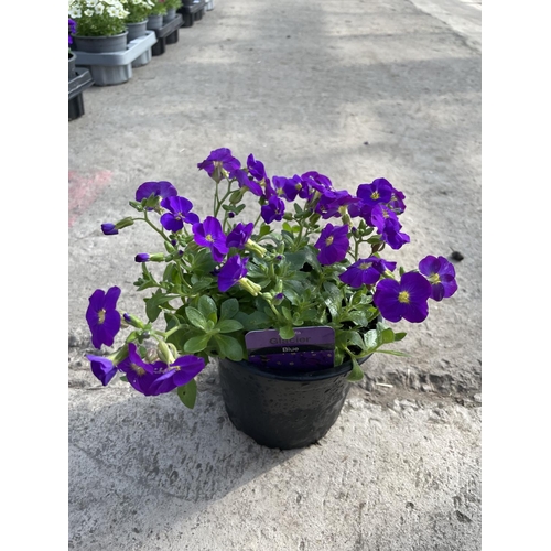 253 - SIXTEEN POTS OF AUBRETIA GLACIER BLUE + VAT