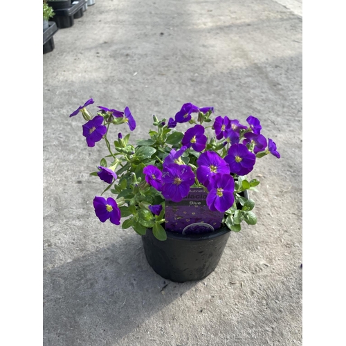 254 - SIXTEEN POTS OF AUBRETIA GLACIER BLUE + VAT