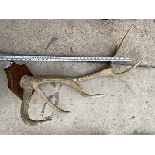 1547 - A VINTAGE TAXIDERMY ANTLER MOUNTED ON A WOODEN PLINTH