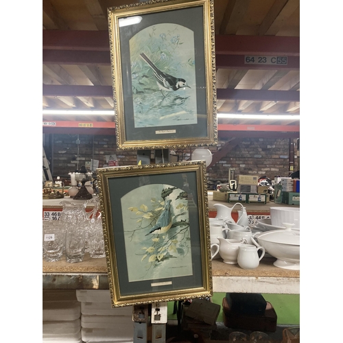 1128 - TWO FRAMED PRINTS OF BIRDS - A NUTHATCH AND A PIED WAGTAIL