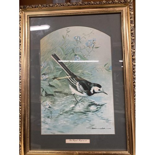 1128 - TWO FRAMED PRINTS OF BIRDS - A NUTHATCH AND A PIED WAGTAIL