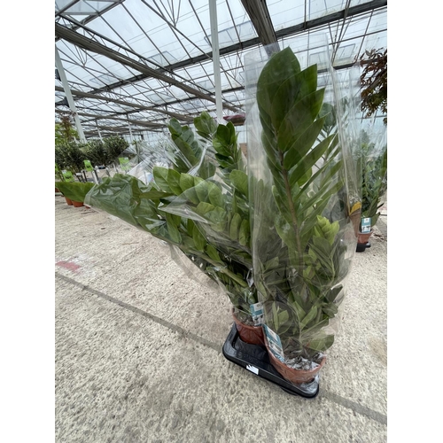 SIX ZAMIOCULCASEMERALD PALM PLANTS + VAT