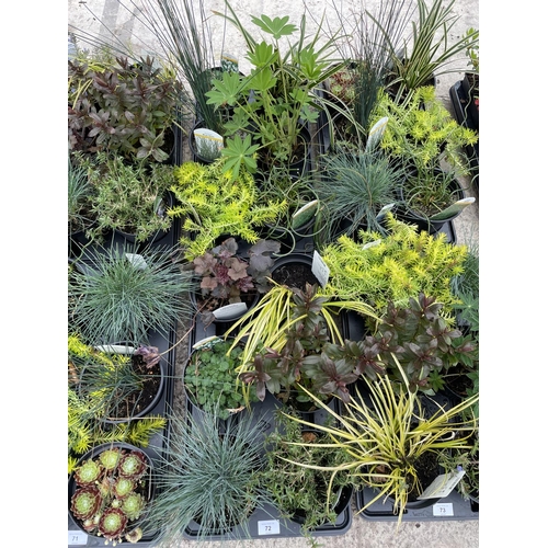 TWELVE MIXED LABELLED VARIETY PLANTS TO INCLUDE LUPINS, GRASSES ETC + VAT