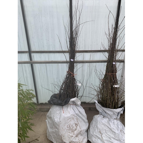 TWENTY FIVE PYRUS HEDGING PLANTS + VAT