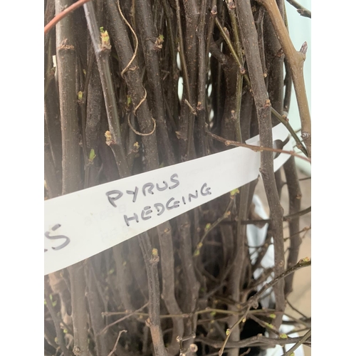 TWENTY FIVE PYRUS HEDGING PLANTS + VAT