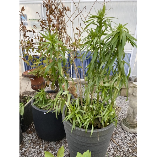 1963 - AN ASSORTMENT OF PLANTERS WITH ESTABLISHED PLANTS