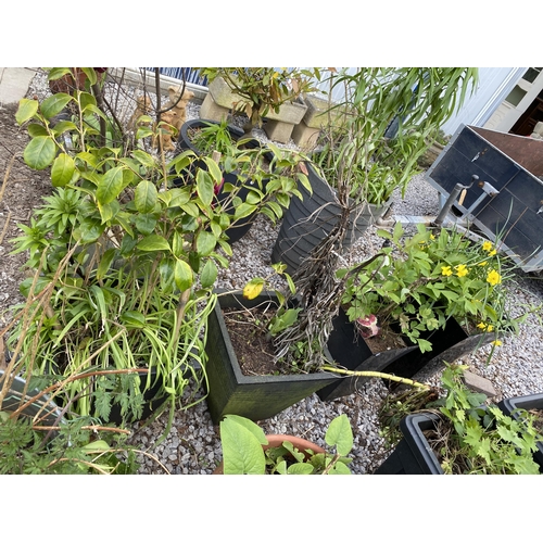 1964 - AN ASSORTMENT OF PLANTERS WITH ESTABLISHED PLANTS