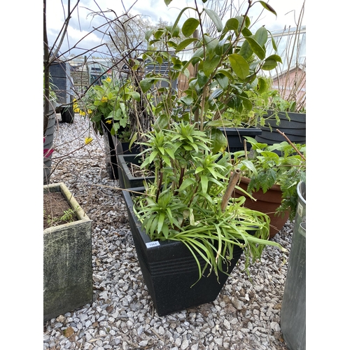 1964 - AN ASSORTMENT OF PLANTERS WITH ESTABLISHED PLANTS