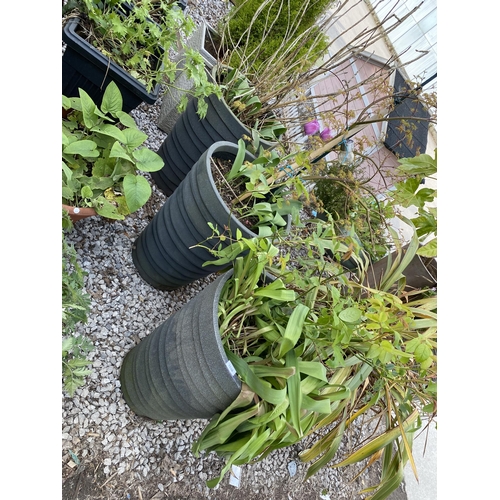 1966 - AN ASSORTMENT OF PLANTERS WITH ESTABLISHED PLANTS