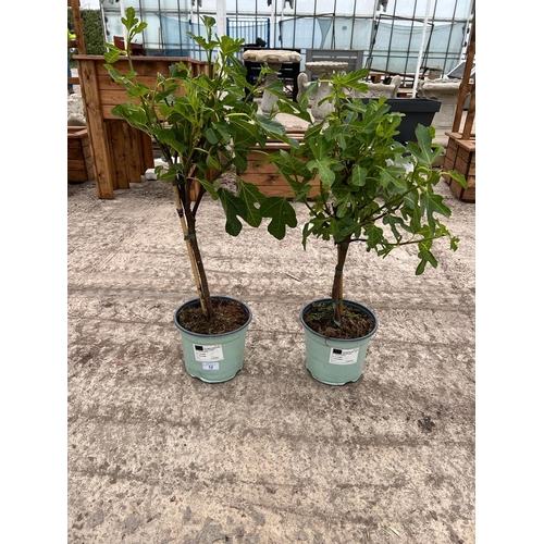 12 - TWO FICUS CARICA (FIG) APPROX 70CM HIGH + VAT