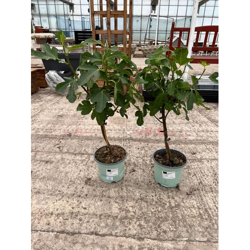 13 - TWO FICUS CARICA (FIG) APPROX 70CM HIGH + VAT