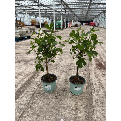 14 - TWO FICUS CARICA (FIG) APPROX 70CM HIGH + VAT