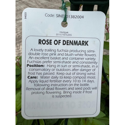 20 - A PAIR OF MATCHING OF ROSE OF DENMARK FUCHSIA HANGING BASKETS + VAT