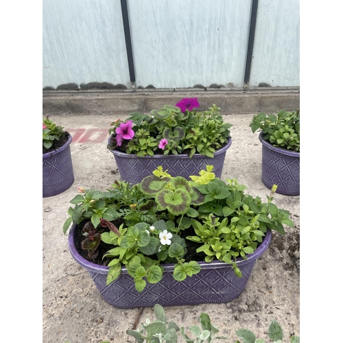 23 - THREE OVAL LILAC PLANTERS + VAT