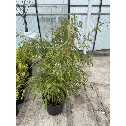 26 - TWO LARGE BAMBOO FARGESIA RUFA IN 10 LTR POTS + VAT